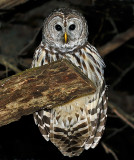 Barred Owl