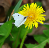 Falcate Orangetip
