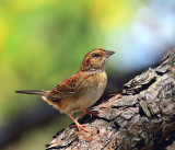Bachman's Sparrow