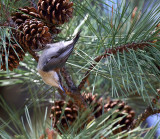 Brown-headed Nuthatch