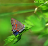 Red-banded Hairstreak