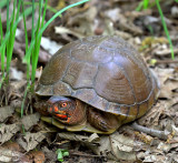 Three-toed Box Turtle