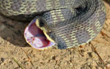 Eastern Hog-nosed Snake