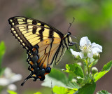 Eastern Tiger Swallowtail