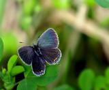 Eastern Tailed-Blue