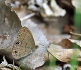Carolina Satyr