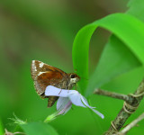 Zabulon Skipper