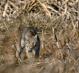 Bobcat