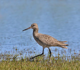 Willet