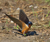 Barn Swallow