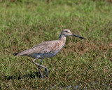 Willet