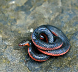Western Worm Snake
