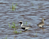 Black-bellied Plovers