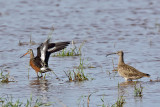 Whimbrel