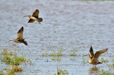 Whimbrels