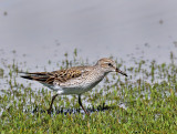 White-rumped Sandpiper