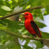 Scarlet Tanager
