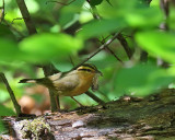 Worm-eating Warbler