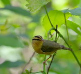 Worm-eating Warbler