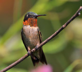 Ruby-throated Hummingbird
