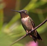 Ruby-throated Hummingbird