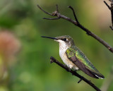 Ruby-throated Hummingbird