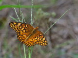 Variegated Fritillary