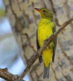 Western Tanager