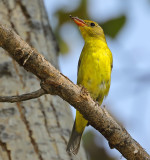 Western Tanager