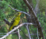 Western Tanager