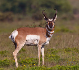 Pronghorn