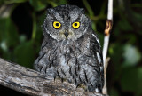 Western Screech-Owl