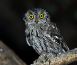 Western Screech-Owl
