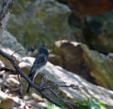 Black Phoebe