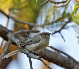 Bushtit