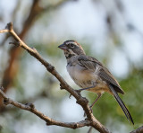 Black-throated Sparrow
