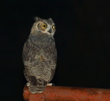Great Horned Owl