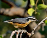Red-breasted Nuthatch