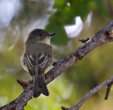 Eastern Phoebe