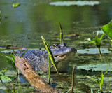 American Alligator
