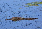 American Alligator