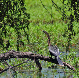 Anhinga