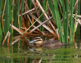 Masked Duck