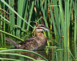 Masked Duck