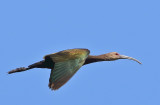 White-faced Ibis