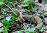 Copperhead