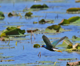 Purple Gallinule