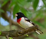 Rose-breasted Grosbeak