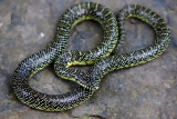 Speckled Kingsnake