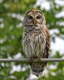 Barred Owl